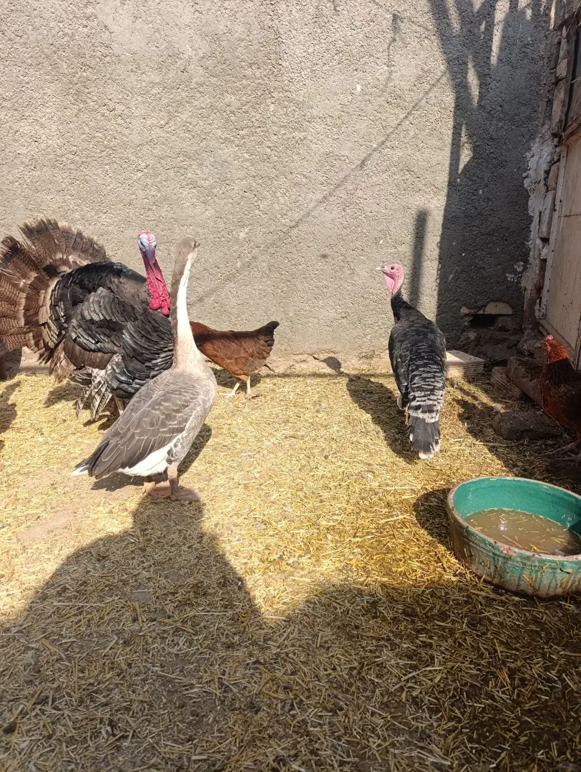 بوقلمون قوغاز مرغ خروس|حیوانات مزرعه|قرچک, فردیس|دیوار