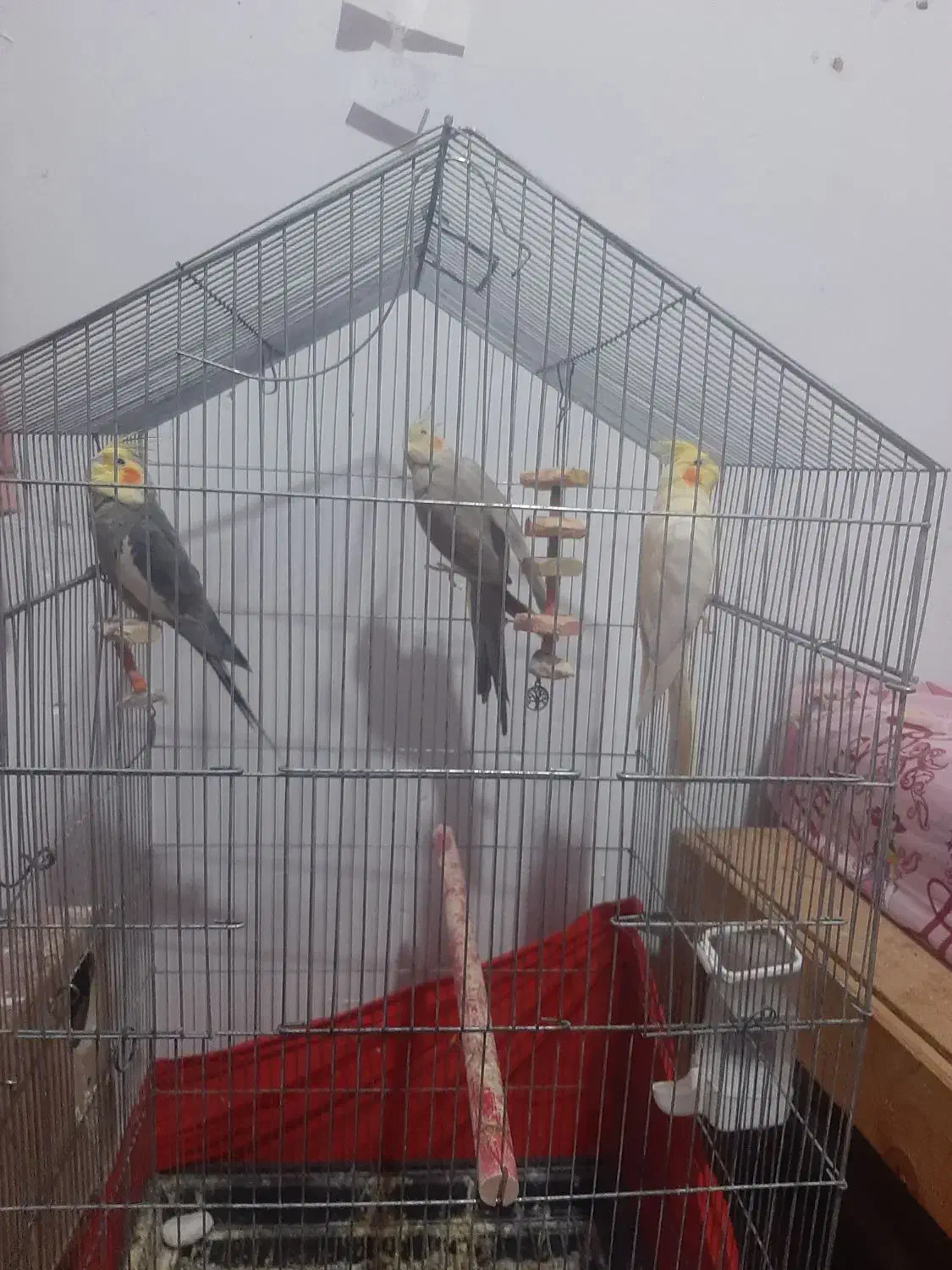 فروش فقط به علت نرسیدن|پرنده|گرمسار, |دیوار