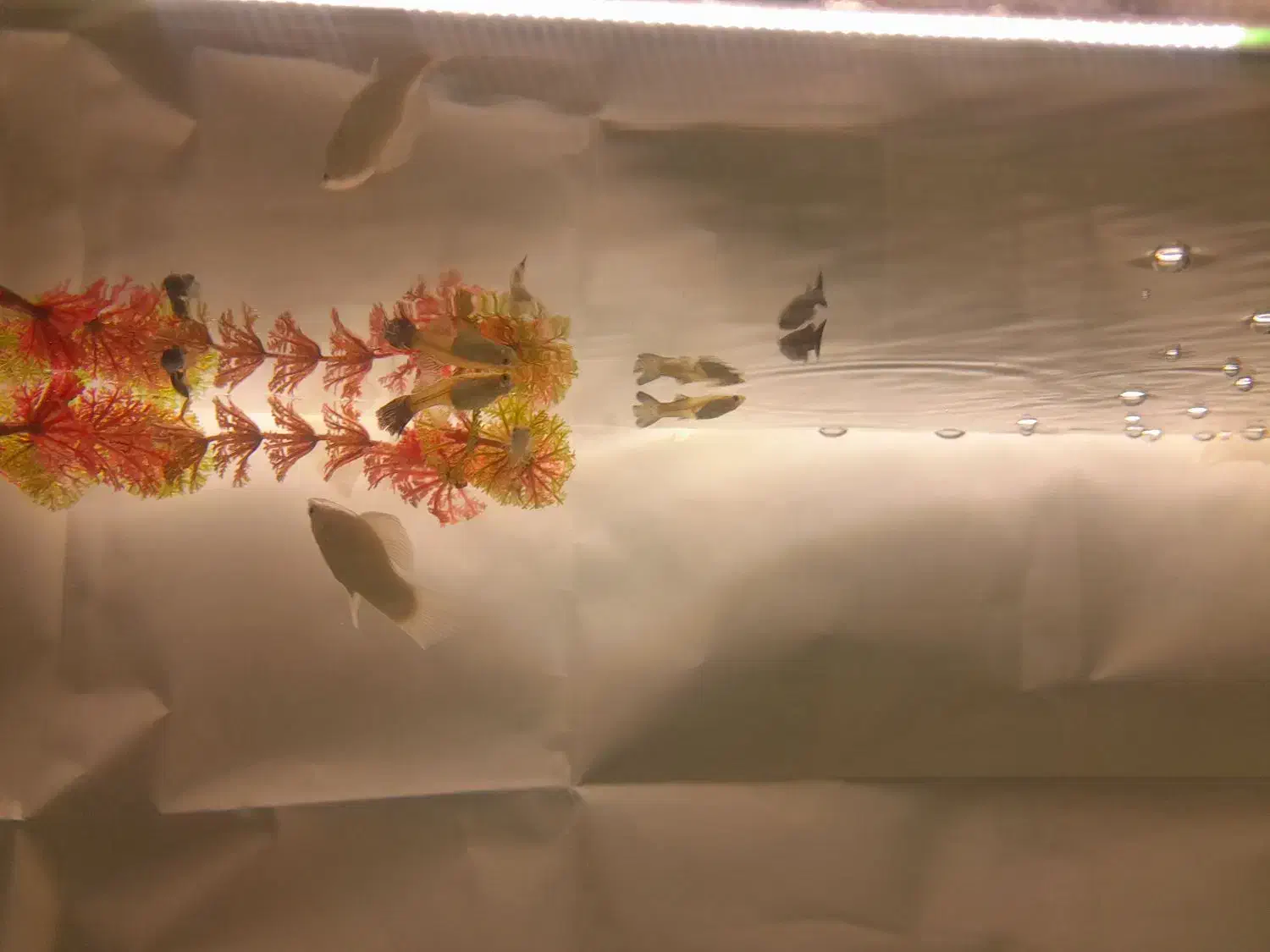 ماهی مولی و گوپی و زبرا|ماهی|ملایر, |دیوار