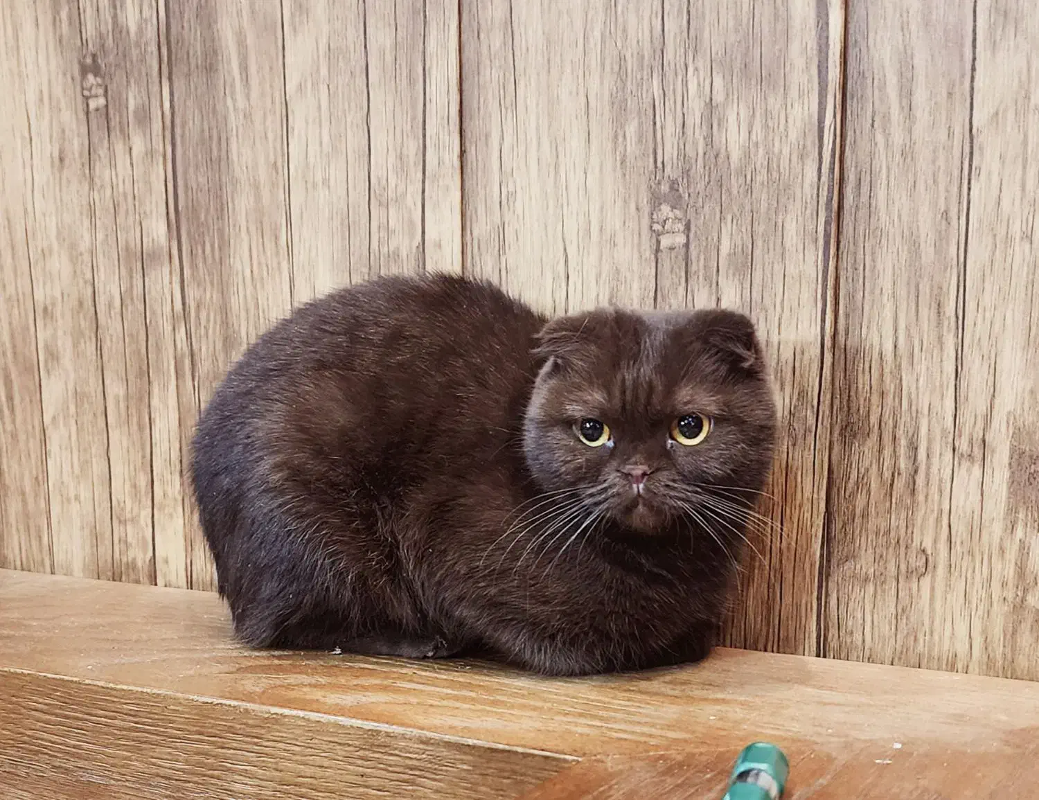 گربه اسکاتیش فولد|گربه|بومهن, |دیوار