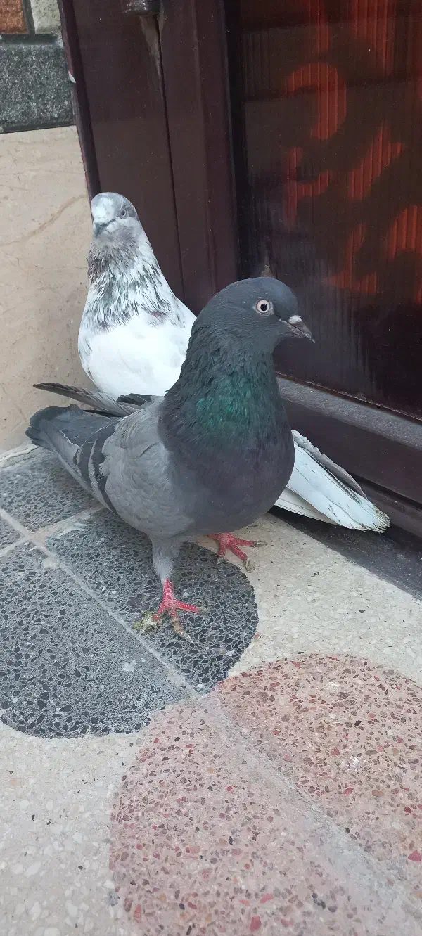 تهرونی گرو بند ساعت سنگین|پرنده|خمینی‌شهر, |دیوار