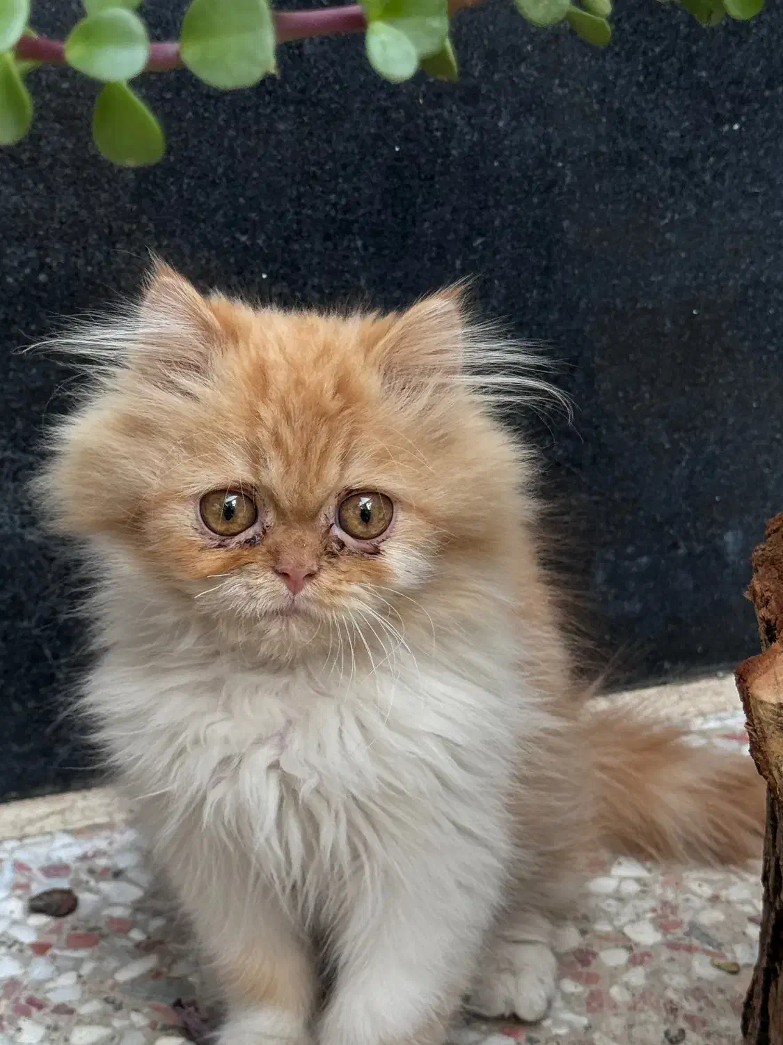 گربه توله پرشین|گربه|شیراز, درکی|دیوار