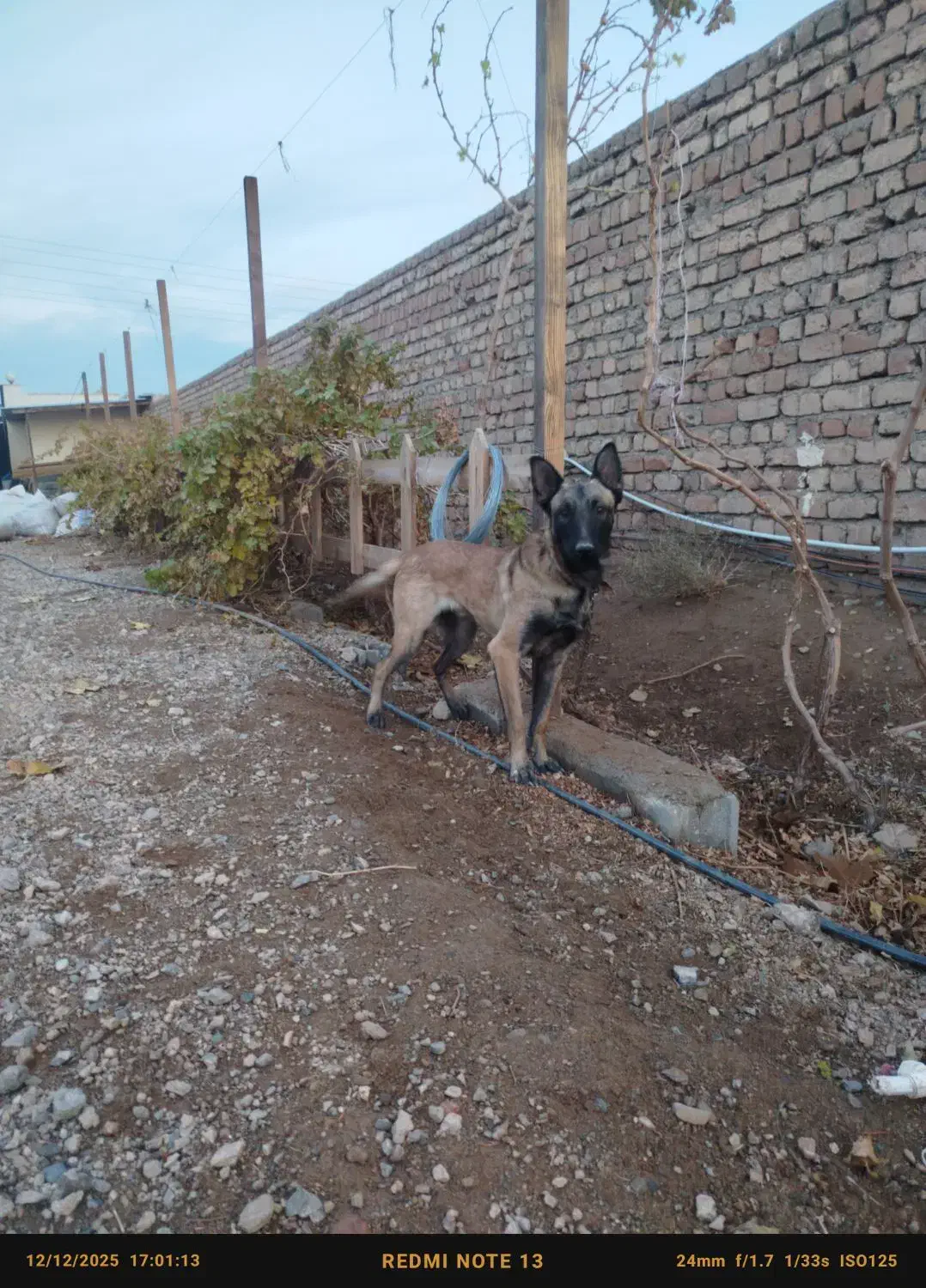 سگ مالینویز|سگ|ساوه, |دیوار