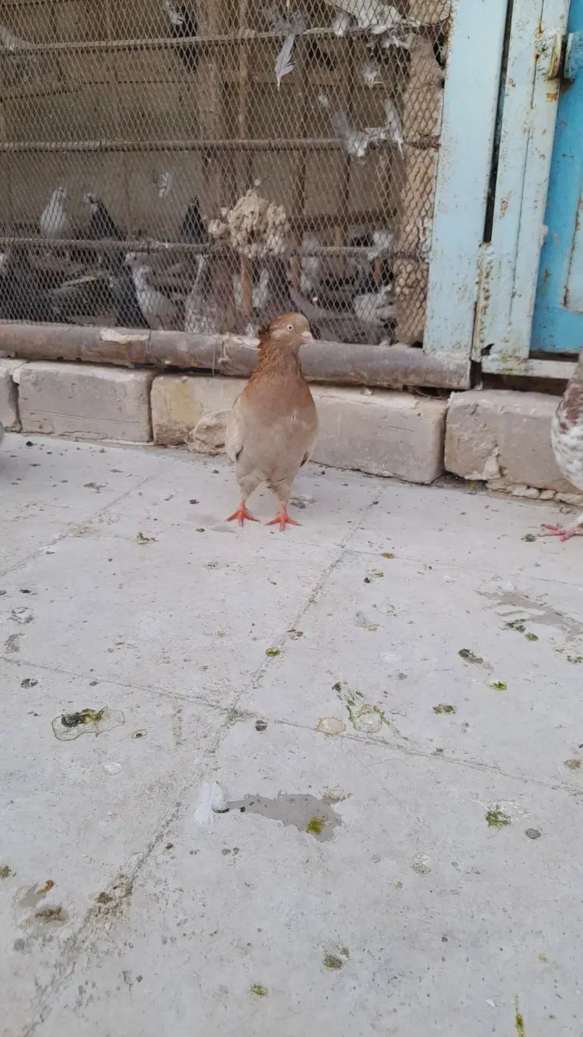 کفتر|پرنده|قم, آزادگان|دیوار