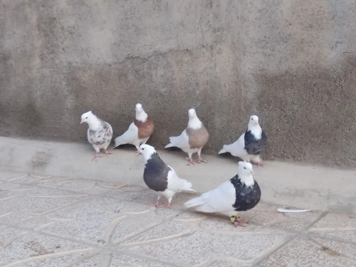 کبوتر طوقی|پرنده|کبودرآهنگ, |دیوار