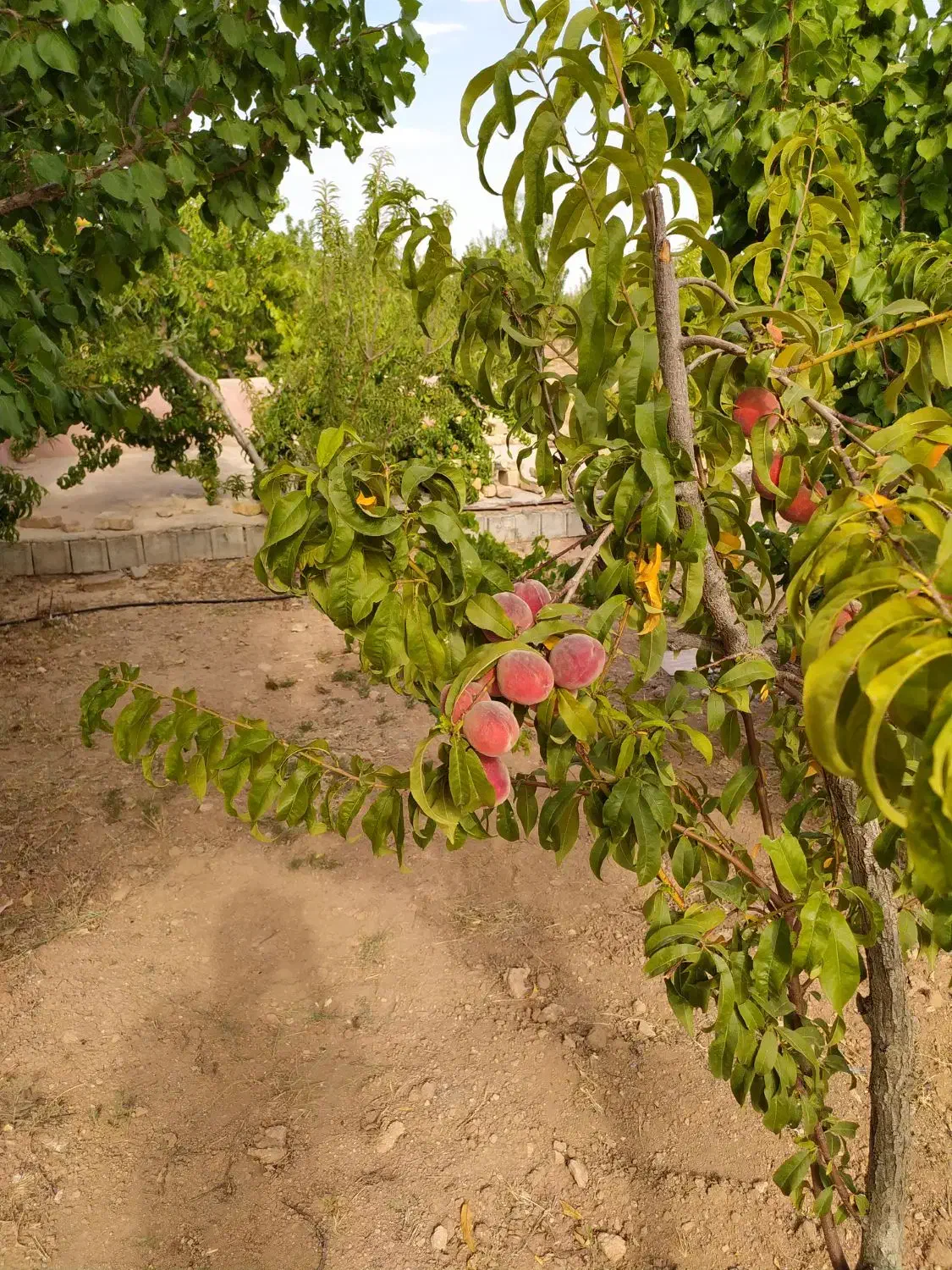 باغ کشاورزی طرح همت آباد 1260 متری|فروش دفتر صنعتی، کشاورزی، تجاری|زاینده رود, |دیوار