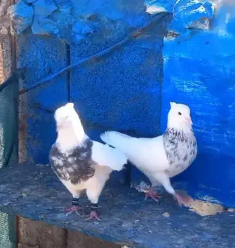 کبوتر|پرنده|دورود, |دیوار