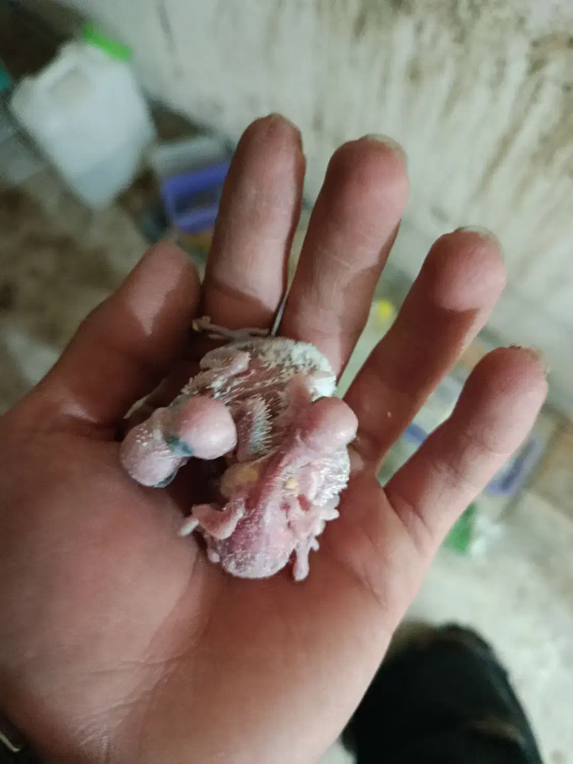 مرغ عشق مولد به همراه 4 جوجه فقط 650|پرنده|رودهن, |دیوار