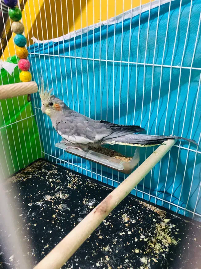 عروس هلندی|پرنده|شیروان (خراسان), |دیوار