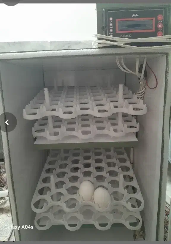 دستگاه جوجه کشی 168 تایی مرغ و بلدرچین و...|لوازم جانبی حیوانات|بیرجند, |دیوار