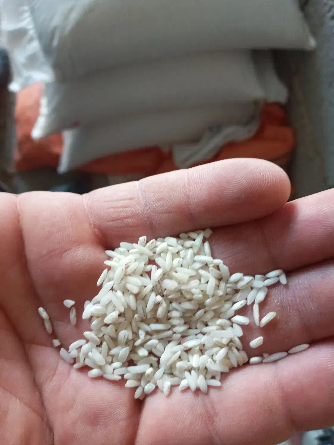 فروش برنج هاشمی نیم دانه|خوردنی و آشامیدنی|توتکابن, |دیوار