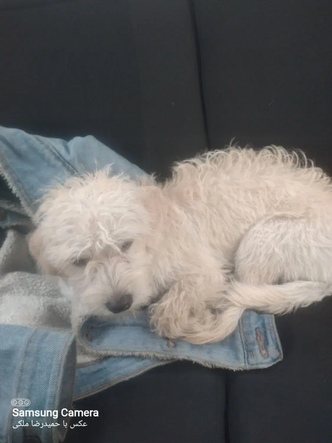 واگذاری توله تیریر|سگ|پرند, فاز ۶|دیوار