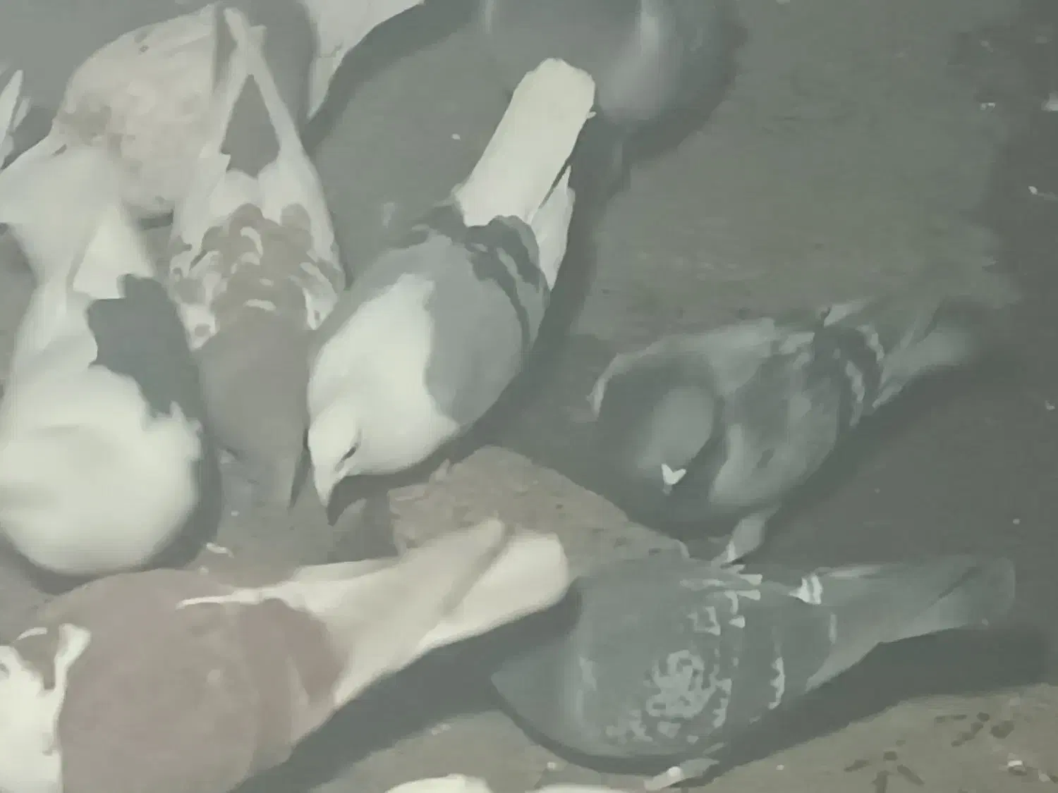 کفترپشت گراف اصل ذات دار پاک پاک|پرنده|مشهد, نیزه|دیوار