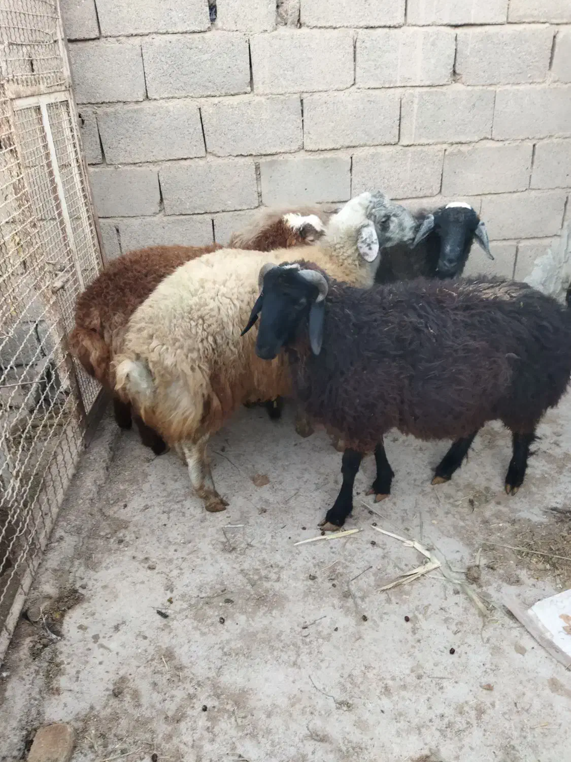 بره نر چاق در وزن های مختلف (میش.بز.شیشک)|حیوانات مزرعه|پیشوا, |دیوار