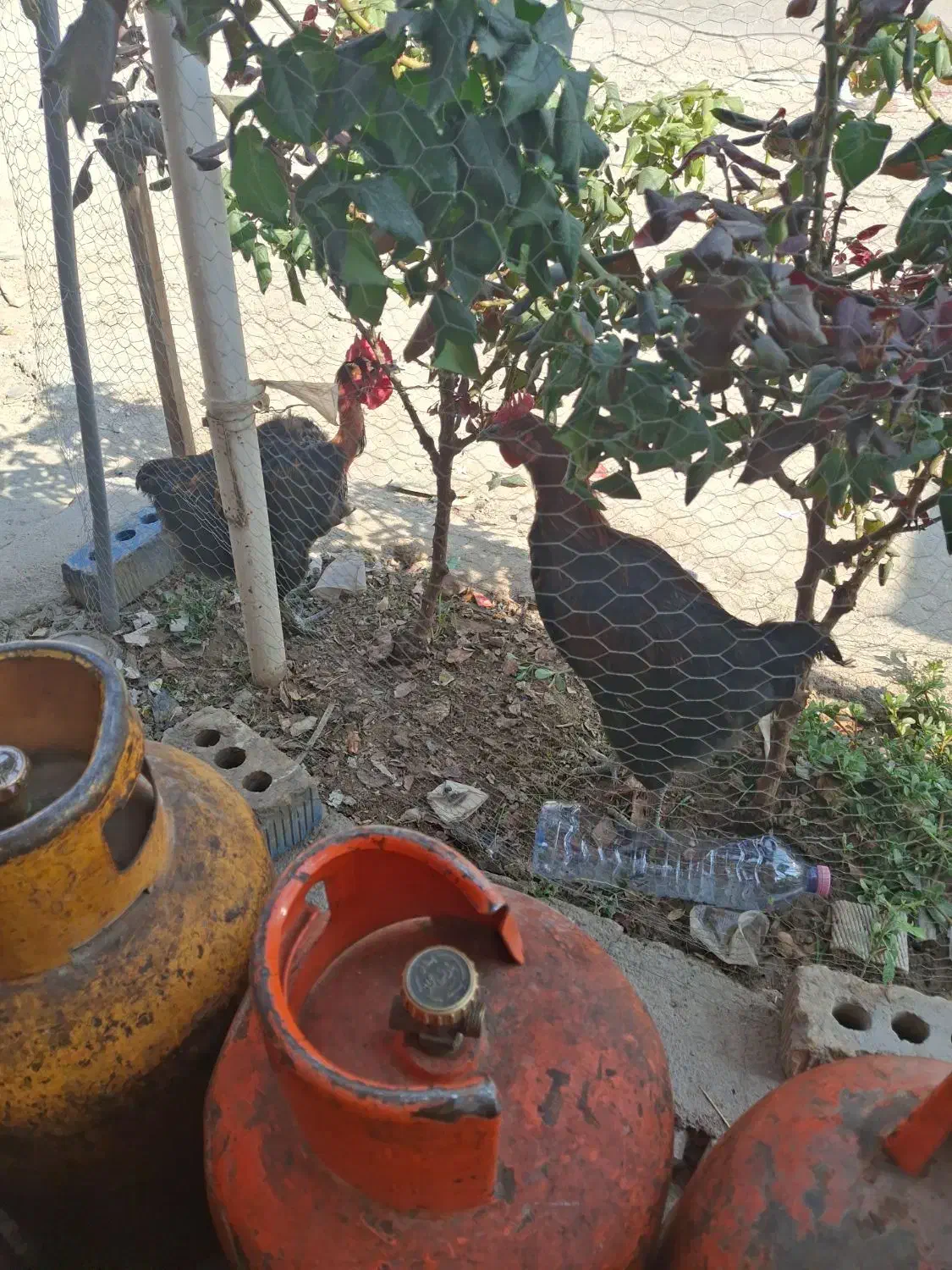 خروس محلی اصل پا سیاه|حیوانات مزرعه|شیراز, میانرود|دیوار