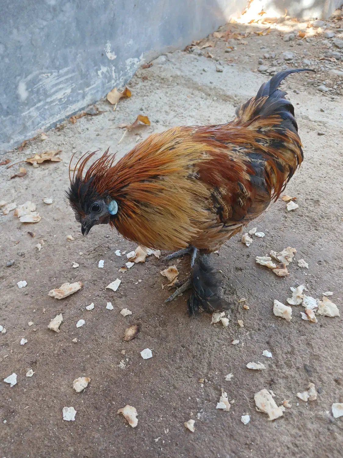 مینیاتوری فونیکس|حیوانات مزرعه|قم, محمد آباد|دیوار