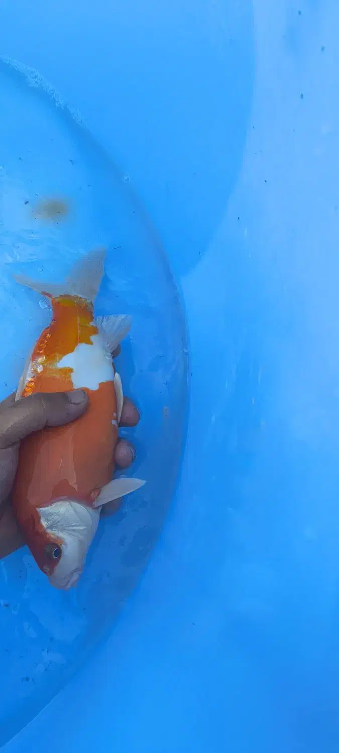 ماهی کوی|ماهی|تهران, پردیسان|دیوار