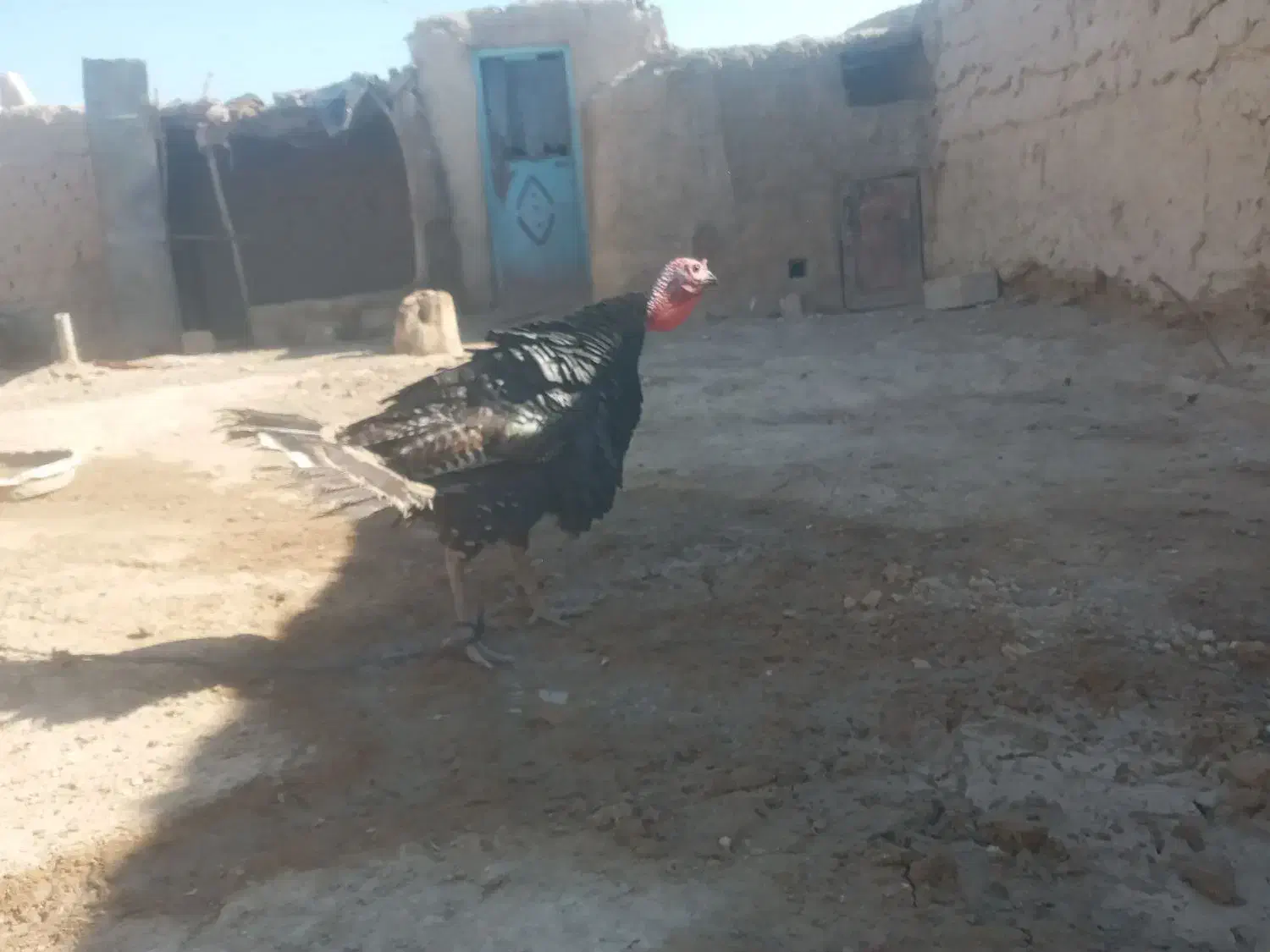 نره.بقلمون‌واردک.خارجی|حیوانات مزرعه|زابل, |دیوار