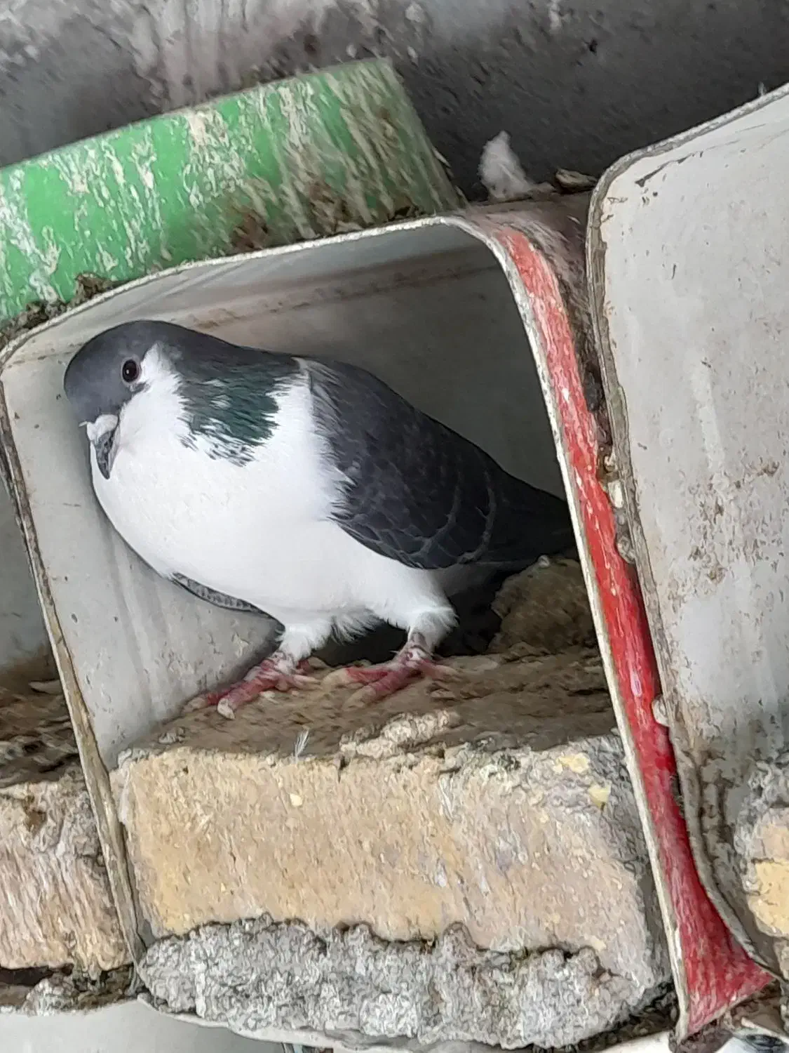 یک جفت دمگیر خوشگل دونسته|پرنده|مبارکه, |دیوار