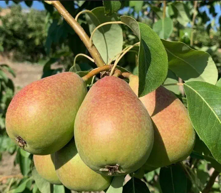 رقم گلابی بیروتی|خدمات باغبانی و درختکاری|مرند, |دیوار