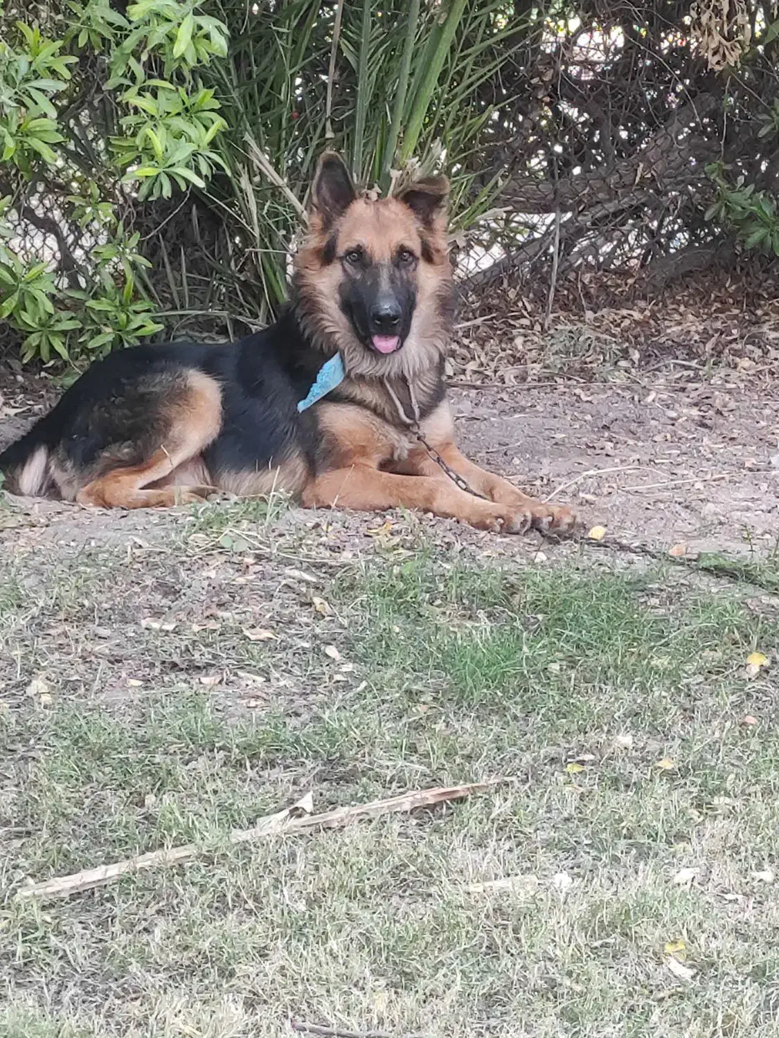 سگ ژرمن شپرد|سگ|شوش, |دیوار