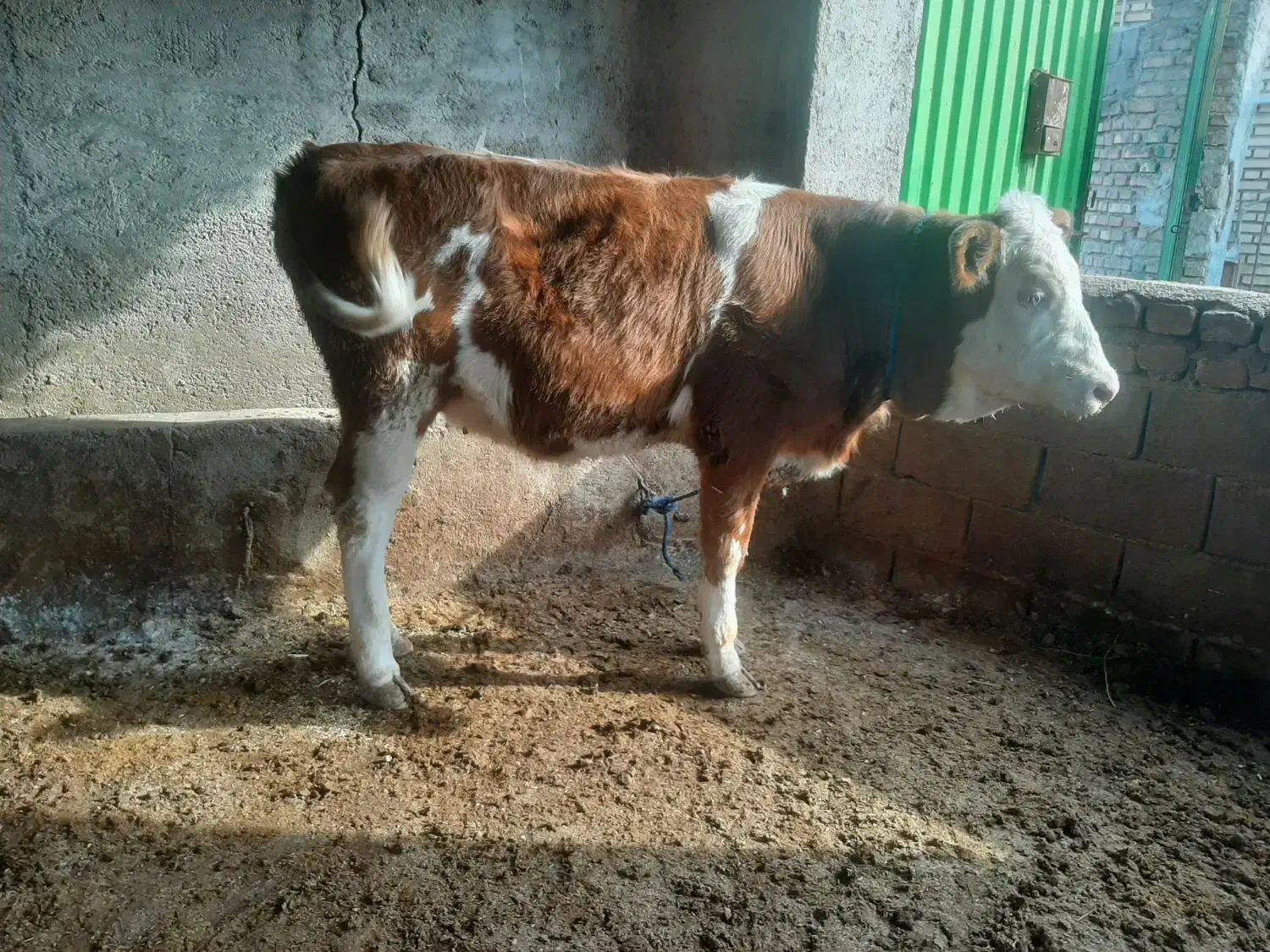 گوساله سیمینتال|حیوانات مزرعه|گنبد کاووس, |دیوار