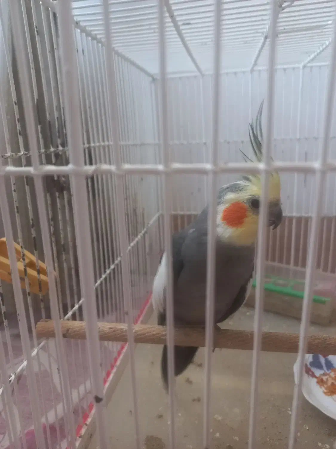 پیداشدن عروس هلندی|حیوانات|بروجرد, |دیوار