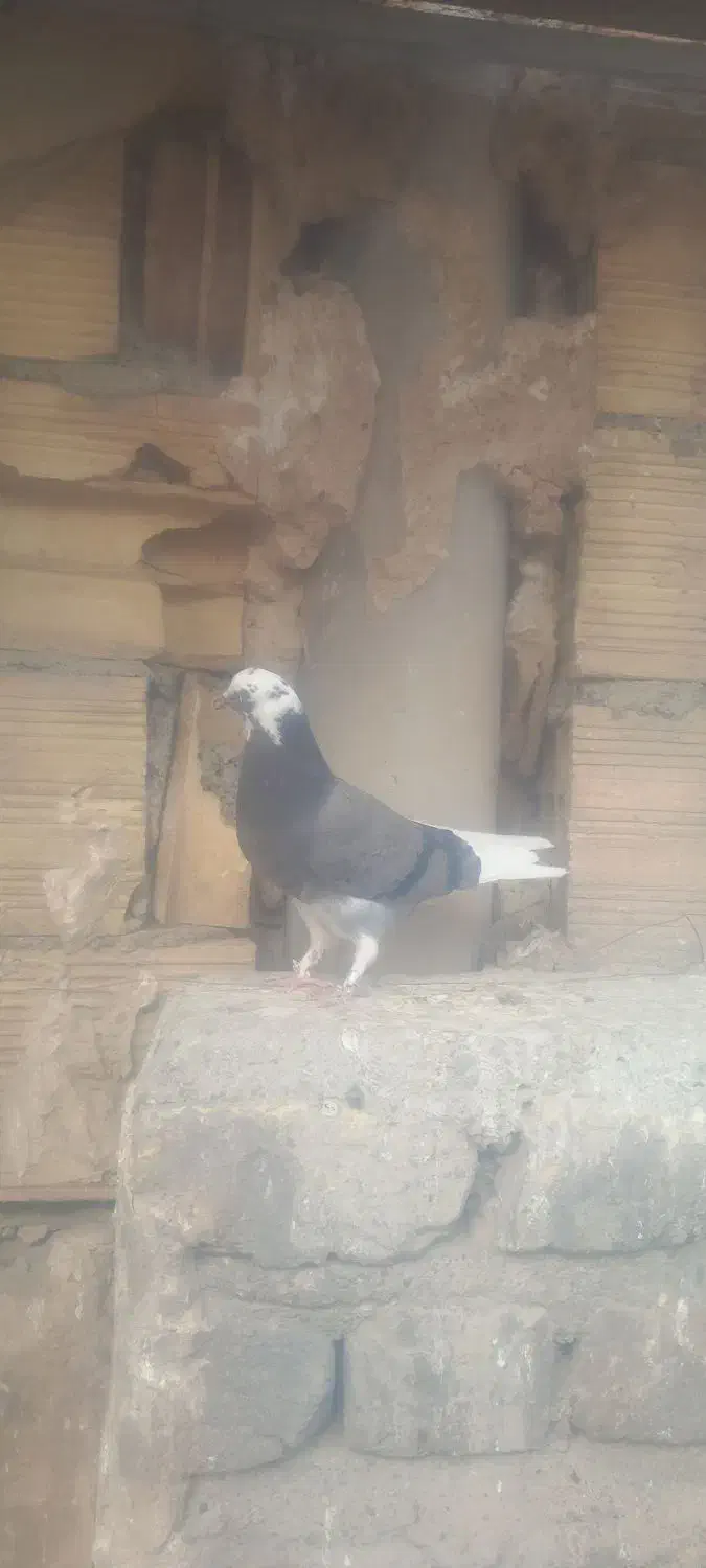 کبوتر|حیوانات|قم, سراجه (۱۵ خرداد)|دیوار
