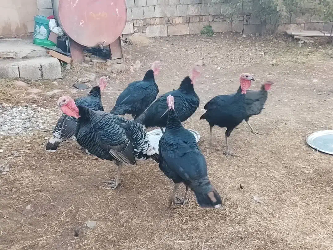 بوقلمون نر ارگانیک|حیوانات مزرعه|سیلوانه, |دیوار