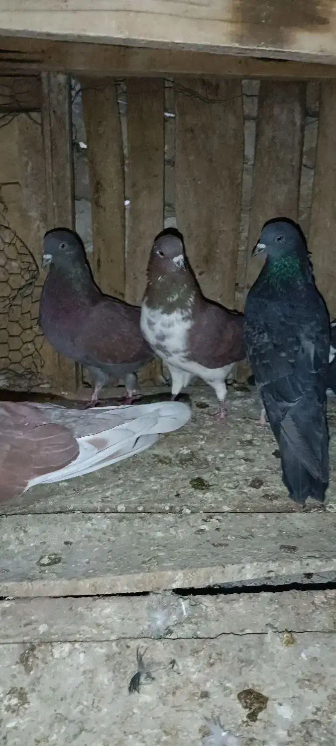 ۸عدد‌کبوتر|پرنده|بروجن, |دیوار