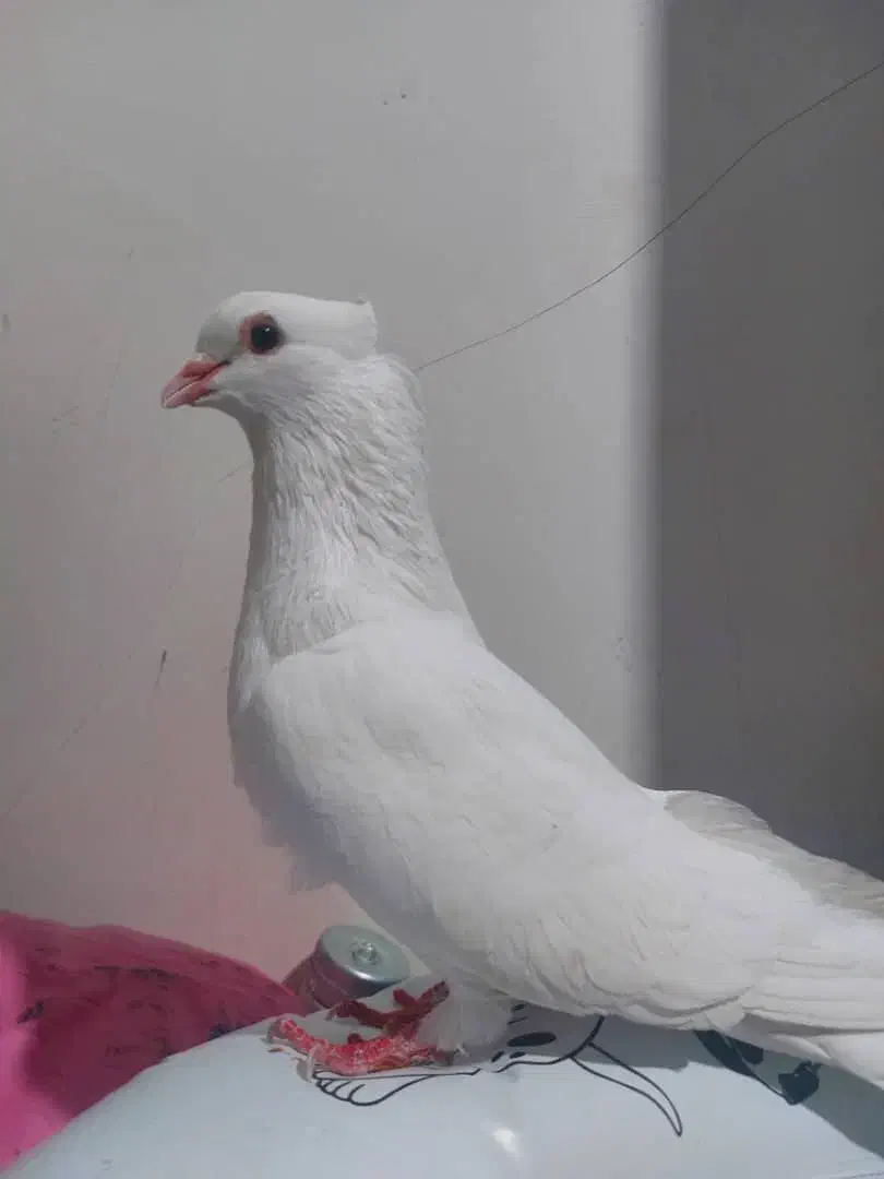 سفید کاکل|پرنده|مسجد سلیمان, |دیوار