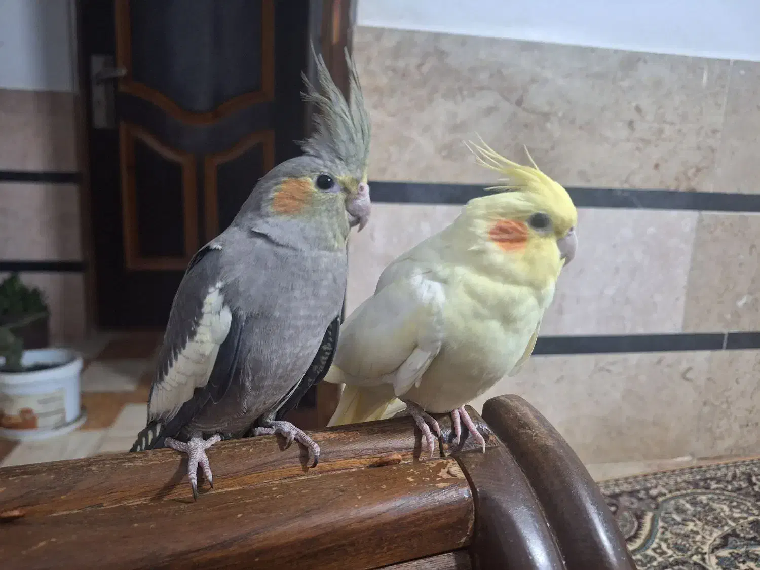 یه جفت عروس هلندی|پرنده|گلوگاه بابل (گلیا), |دیوار