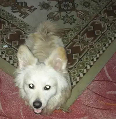 واگذاری دو تا اشپیتز نر 9 ماهه|سگ|فردیس, شهرک وحدت|دیوار