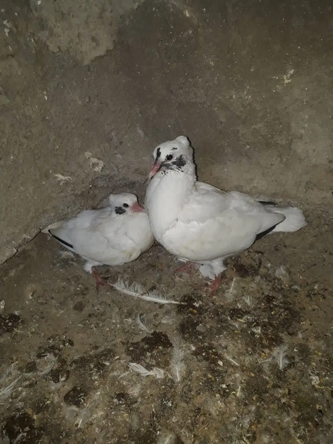 کبوتر|پرنده|ملکشاهی, |دیوار