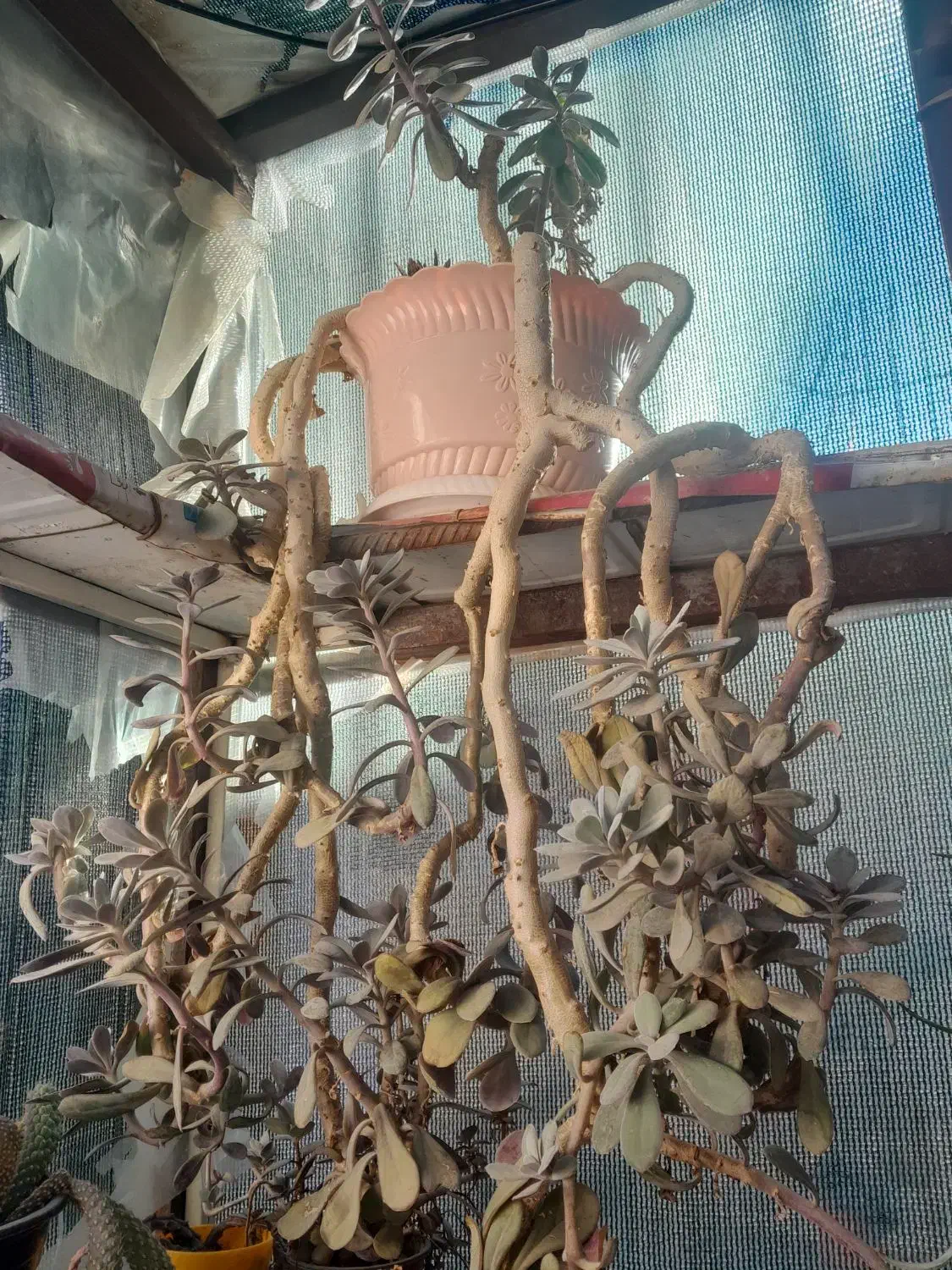 حراج حراج انواع گل|گل و گیاه طبیعی|شاهرود, |دیوار