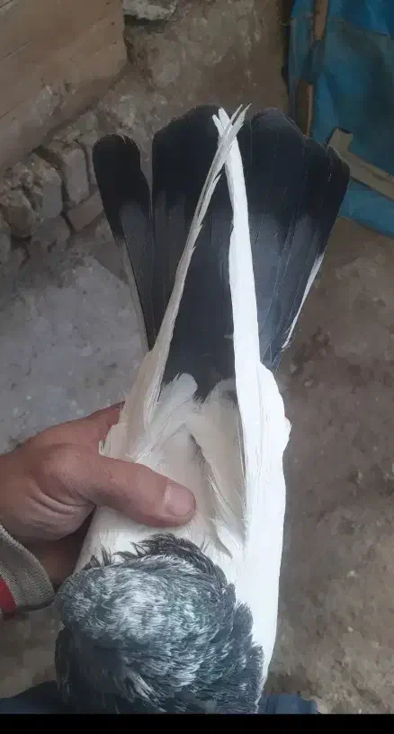 نر کله دم سبز عطیقه اصل سو قدیم باقرآبادم|پرنده|قرچک, باقرآباد|دیوار