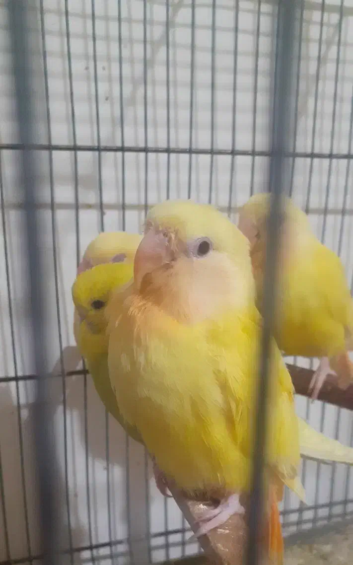 کوتوله اوپال و کله آلویی|پرنده|قم, پامنار|دیوار