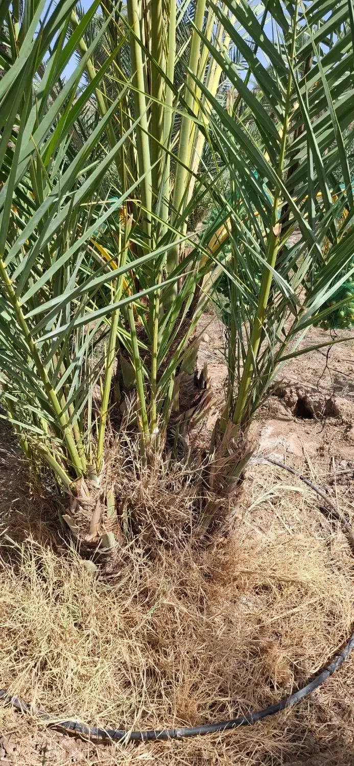 فروش پاجوش نخل زاهدی و کبکاب|خدمات باغبانی و درختکاری|قیروکارزین, |دیوار