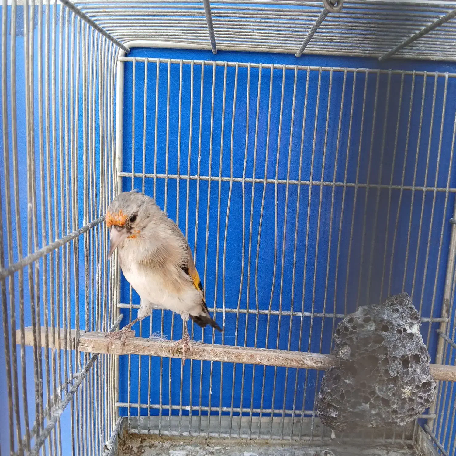 سهره جوجه قفس|پرنده|پردیس, فاز ۴|دیوار