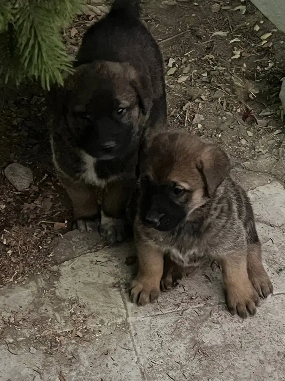 واگذاری توله دوماهه واکسن خورده دارای شناسنامه|سگ|هشتگرد, شهرک اقدسیه|دیوار