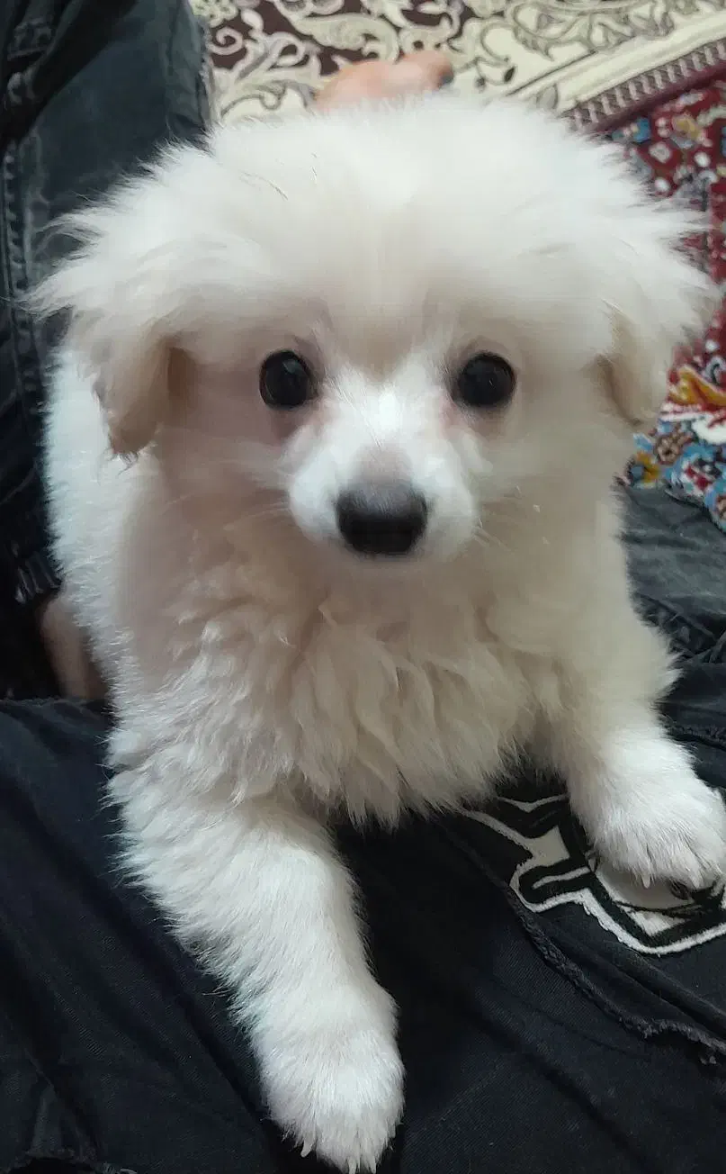 سگ پامر|سگ|سنندج, |دیوار