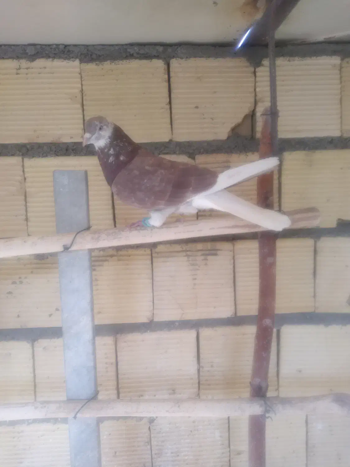 تهرونی|پرنده|شاهین‌شهر, امام حسین|دیوار