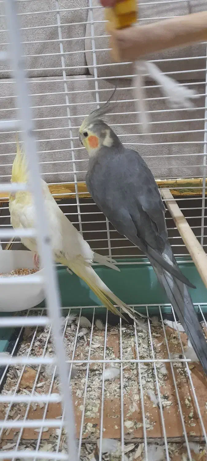 عروس هلندی|پرنده|بردسیر, |دیوار