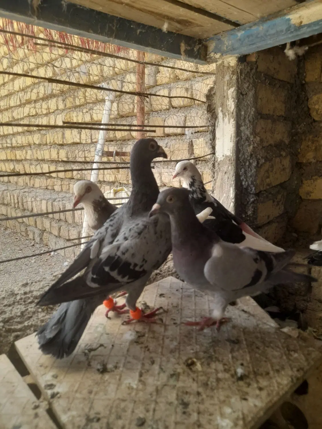 کفتر|پرنده|گلمکان, |دیوار