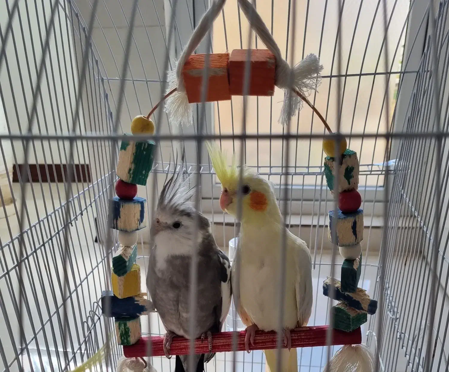 عروس هلندی بالغ|پرنده|بجنورد, |دیوار