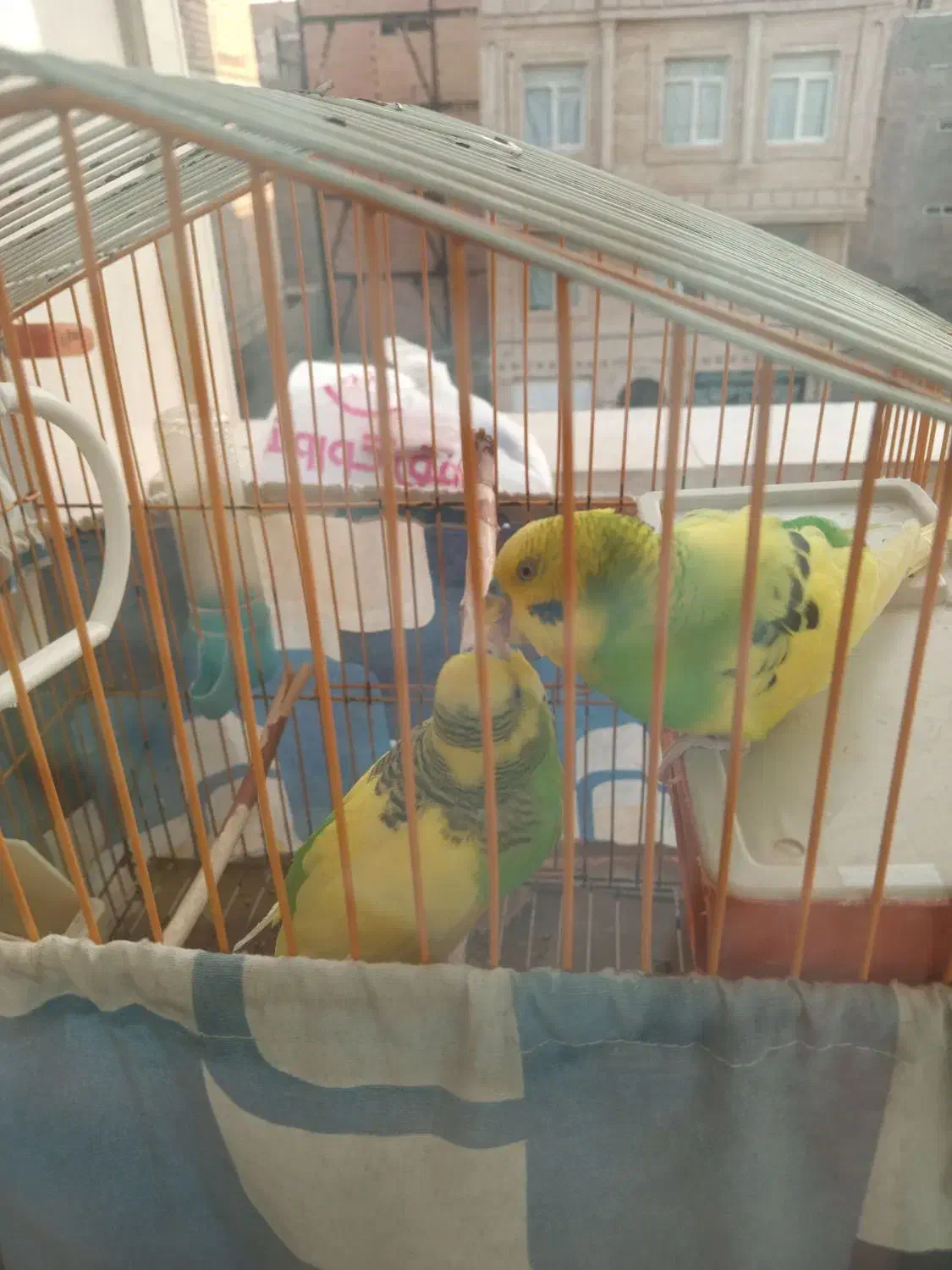 مرغ عشق جفت|پرنده|شریف‌آباد, |دیوار