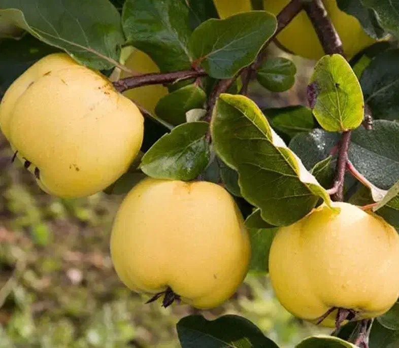 پیشفروش نهال به اونشاب|خدمات باغبانی و درختکاری|خرمدره, |دیوار