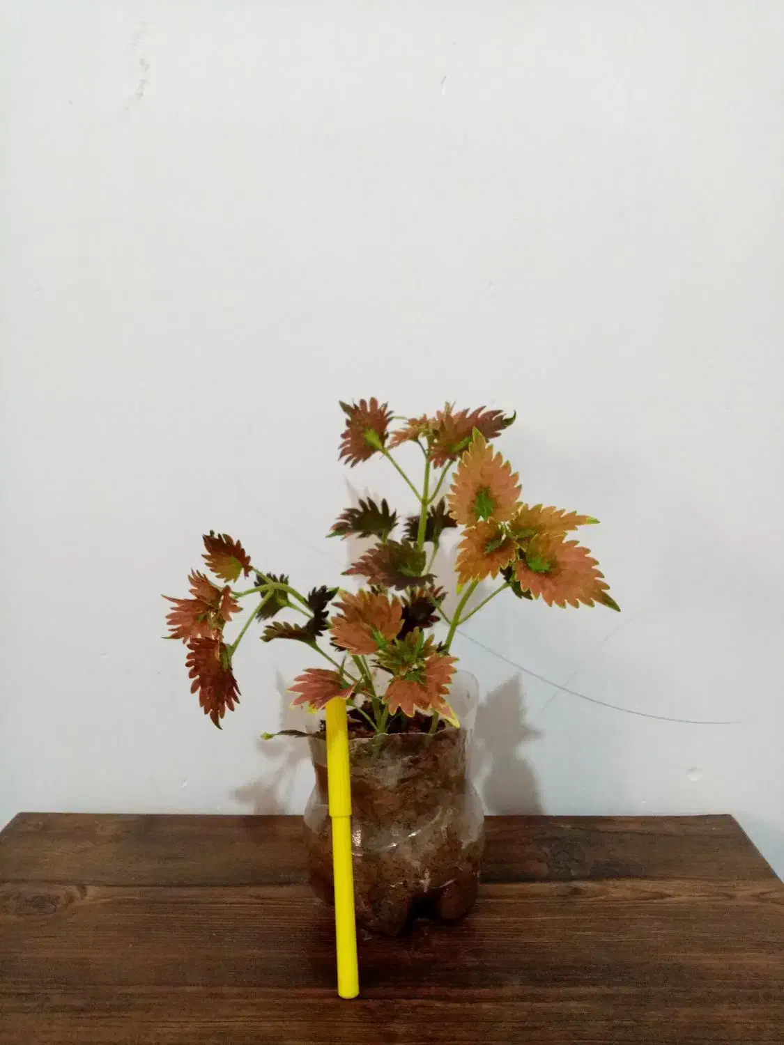 گل گل 4تا 135|گل و گیاه طبیعی|یاسوج, |دیوار