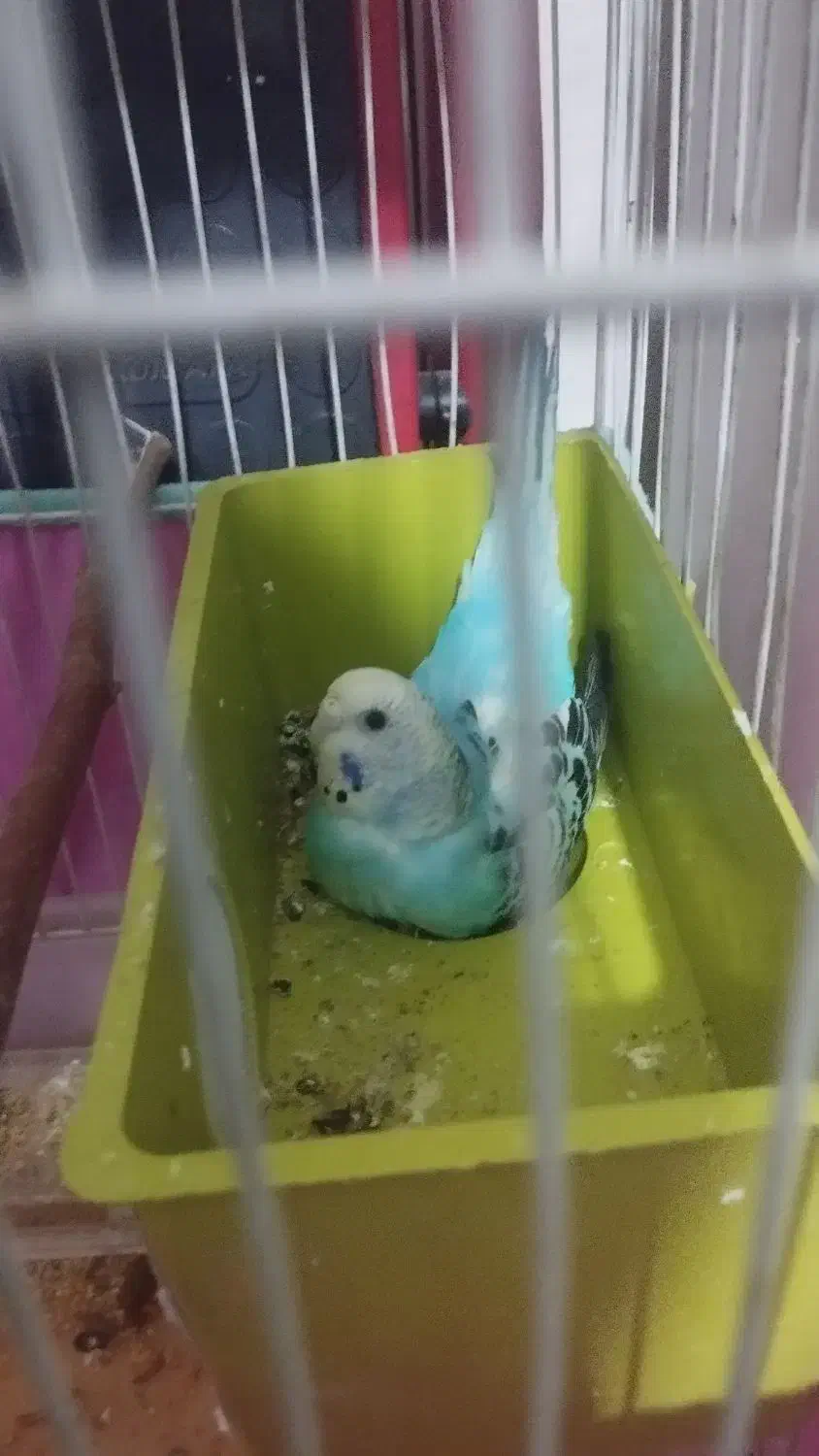 مرغ عشق|پرنده|رباط‌کریم, رباط‌کریم|دیوار