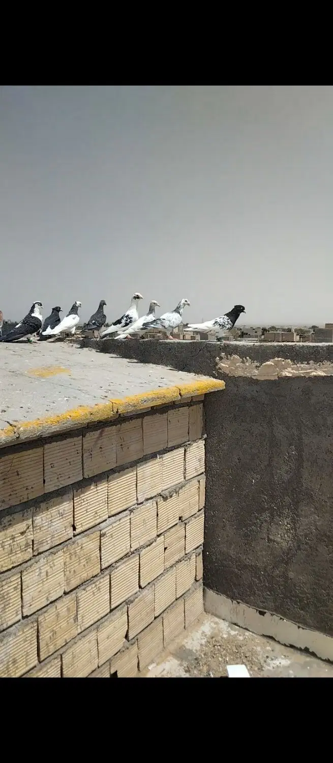 کفتر|پرنده|بوژگان, |دیوار